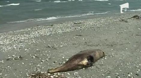 VIDEO! Dezastru ecologic pe litoralul romanesc!