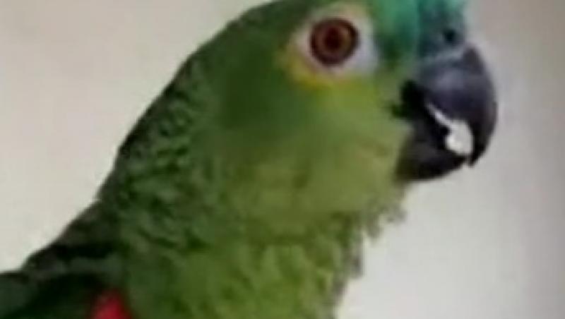 VIDEO! Asculta-l pe cel mai tare papagal tenor!