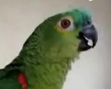 VIDEO! Asculta-l pe cel mai tare papagal tenor!