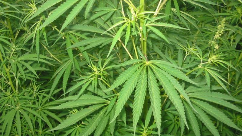 Doua batrane, arestate pentru cresterea a sute de plante de marijuana in casa