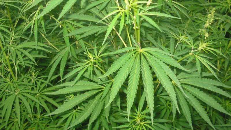 Doua batrane, arestate pentru cresterea a sute de plante de marijuana in casa