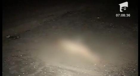 VIDEO! Un delfin a esuat pe plaja din Mamaia