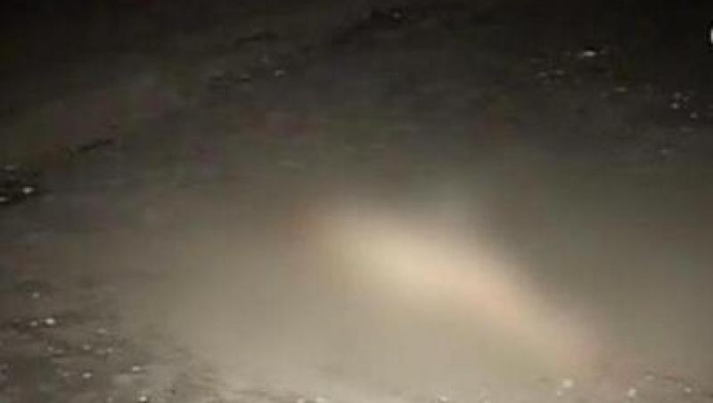 VIDEO! Un delfin a esuat pe plaja din Mamaia
