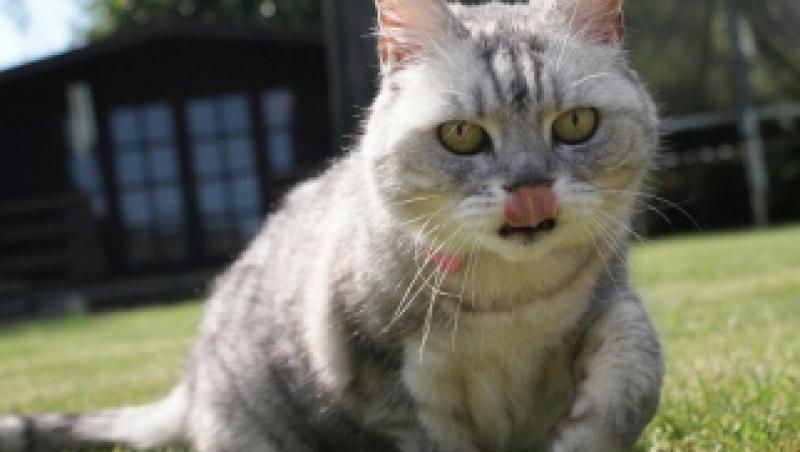VIDEO! Smokey, cea mai „torcatoare” pisica din lume