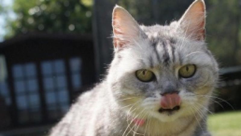 VIDEO! Smokey, cea mai „torcatoare” pisica din lume