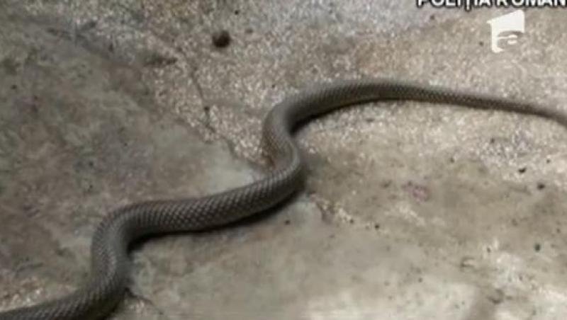 VIDEO! Ploiesti: O femeie s-a trezit cu 19 serpi in casa