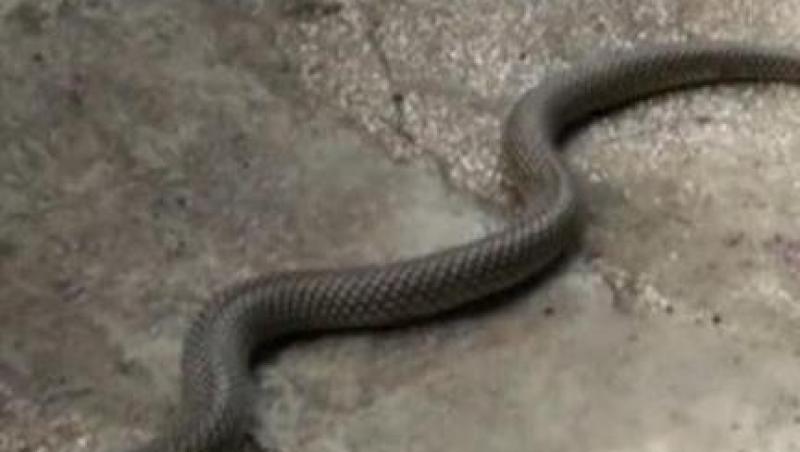 VIDEO! Ploiesti: O femeie s-a trezit cu 19 serpi in casa