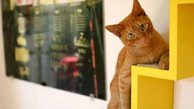 De ce sunt fascinate pisicile de biblioteci si perdele