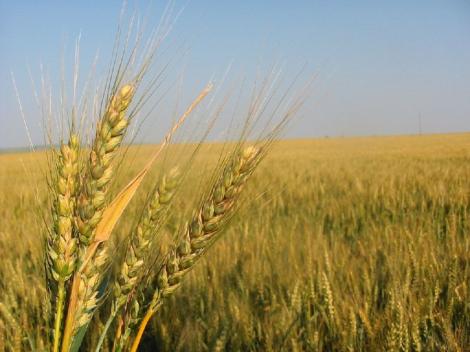 De teama crizei alimentare, arabii vor sa investeasca in agricultura romaneasca