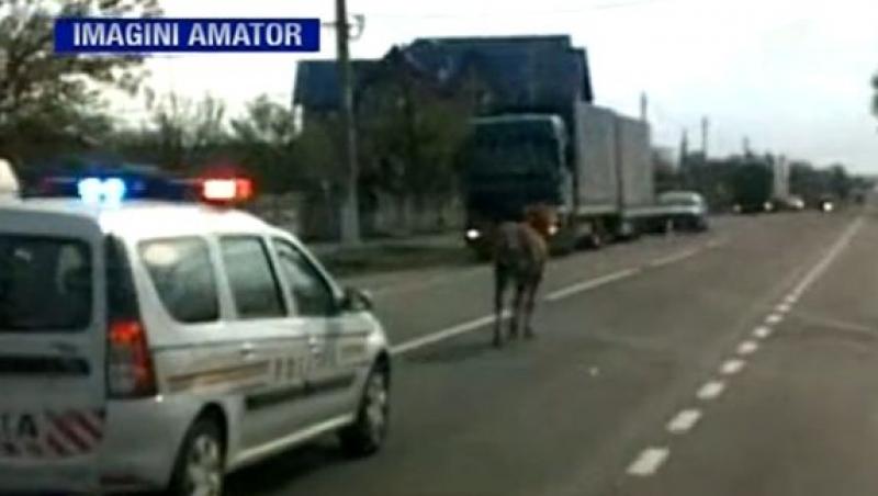 O masina de politie a urmarit cu girofar si sirena un cal