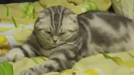 VIDEO! Pisica versus somn! Cine va castiga?