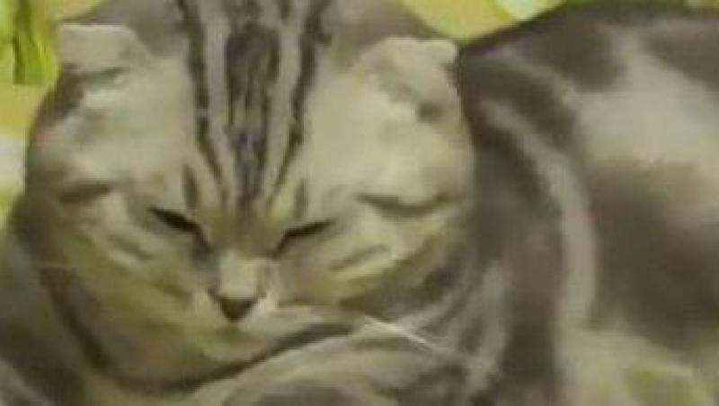 VIDEO! Pisica versus somn! Cine va castiga?