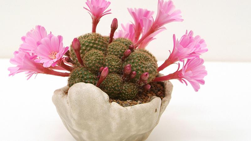 Cactusul - o planta ce necesita un minimum de ingrijire