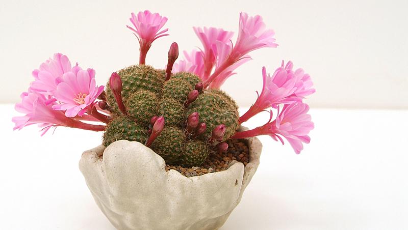 Cactusul - o planta ce necesita un minimum de ingrijire