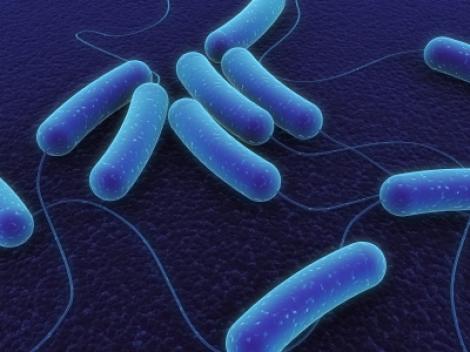 VIDEO! Afla mai multe despre bacteria E-coli de la dr. Mencinicopschi!