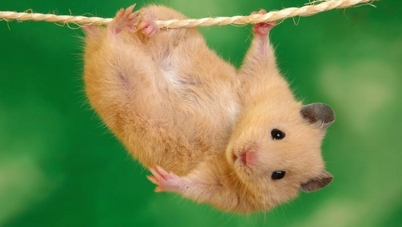 Si hamsterii pot face fracturi: afla cum le ingrijesti!