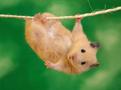Si hamsterii pot face fracturi: afla cum le ingrijesti!