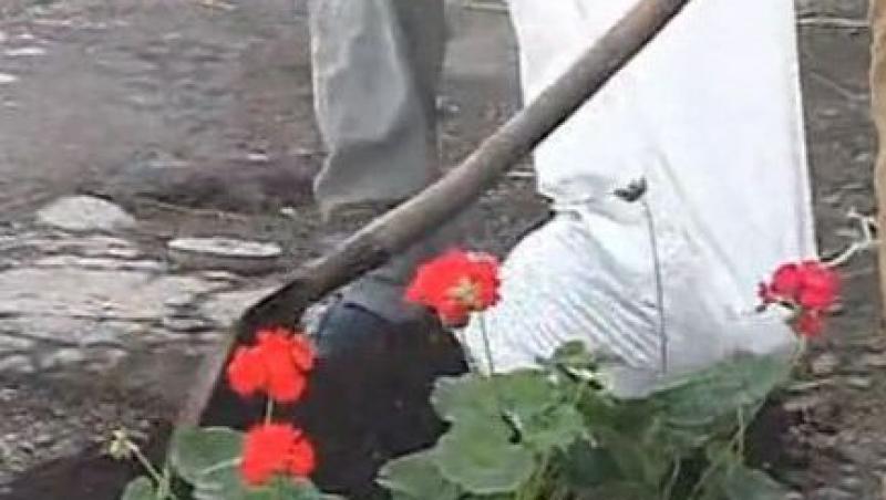 Targu Secuiesc: Un barbat a plantat flori intr-o groapa din carosabil