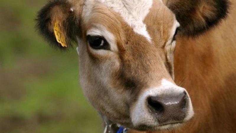 Argentina: O vaca a fost clonata pentru a produce lapte matern uman
