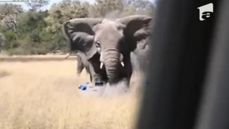 VIDEO! Elefanti suparati au atacat o masina