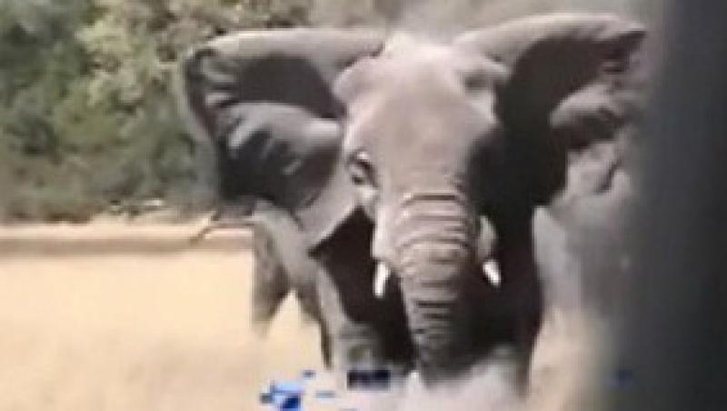 VIDEO! Elefanti suparati au atacat o masina
