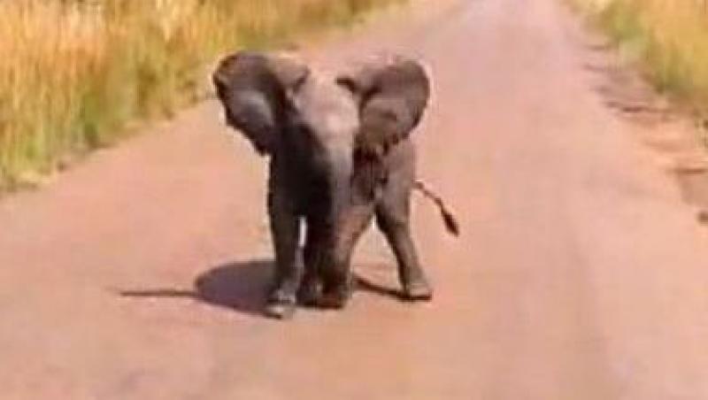 VIDEO! Un pui de elefant se joaca de-a v-ati ascunselea cu fotojurnalistii