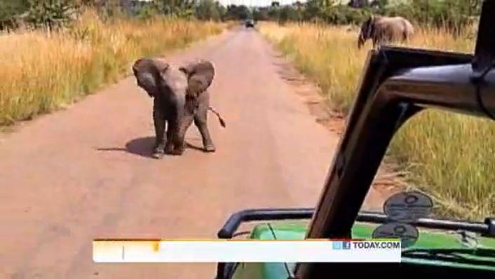 VIDEO! Un pui de elefant se joaca de-a v-ati ascunselea cu fotojurnalistii