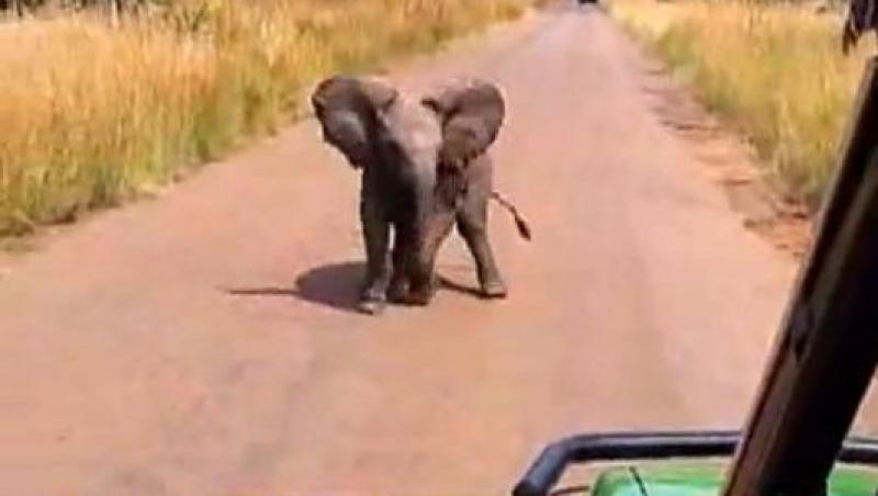 VIDEO! Un pui de elefant se joaca de-a v-ati ascunselea cu fotojurnalistii