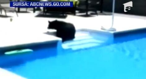 VIDEO! Un urs din Pennsylvania a coborat la o piscina sa faca baie