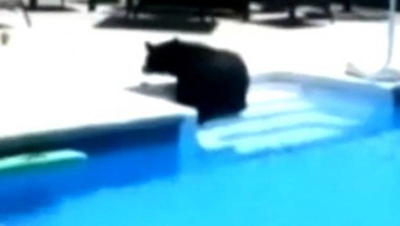 VIDEO! Un urs din Pennsylvania a coborat la o piscina sa faca baie