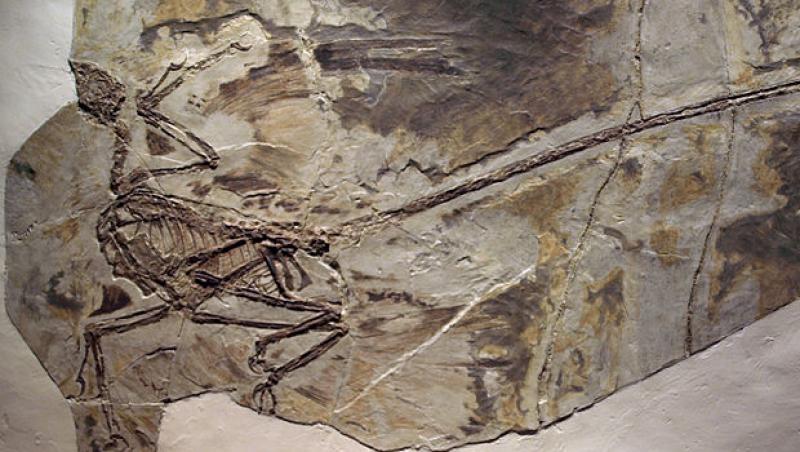 Fosila celui mai mic dinozaur din lume, descoperita in Marea Britanie
