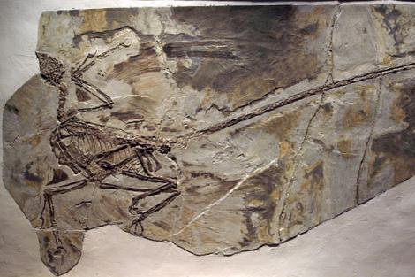 Fosila celui mai mic dinozaur din lume, descoperita in Marea Britanie