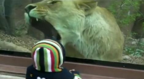 VIDEO! Imagini inspaimantatoare la Zoo!