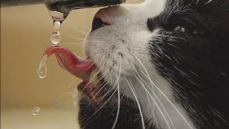 Mentine-ti pisica hidratata!