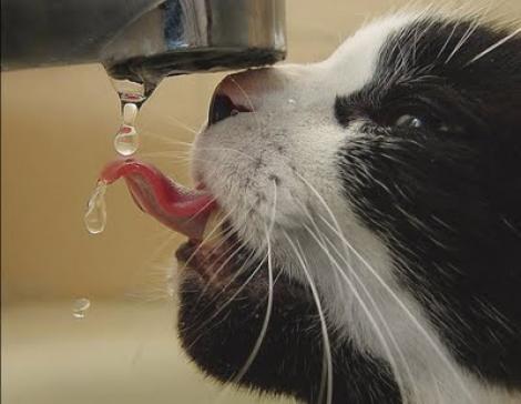 Mentine-ti pisica hidratata!