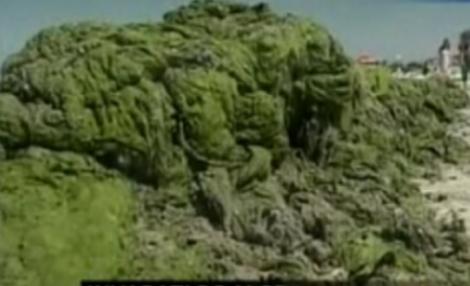Algele invadeaza litoralul romanesc: Peste 700 de tone, stranse de angajatii Apelor Romane
