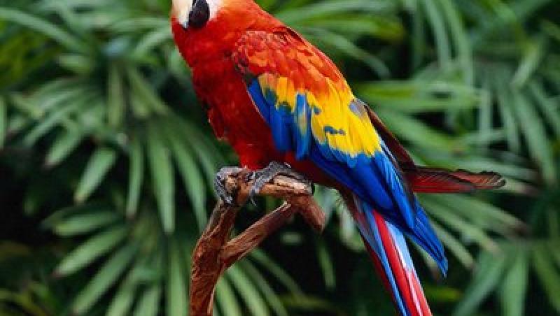 Canarul - cantaretul padurilor tropicale