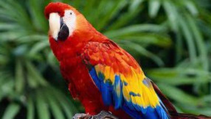 Canarul - cantaretul padurilor tropicale