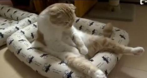VIDEO! Cunoaste-o pe cea mai lenesa pisica din lume!
