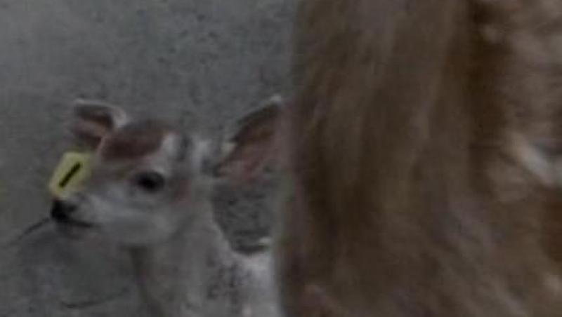 VIDEO! China: Un pui de caprioara alb ca neaua face senzatie