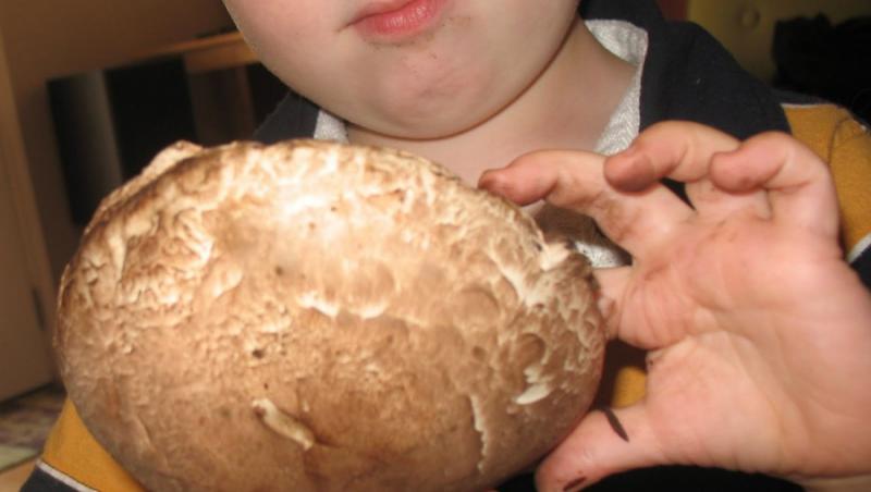 De la ce varsta putem introduce ciupercile in dieta copiilor?
