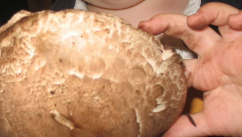 De la ce varsta putem introduce ciupercile in dieta copiilor?