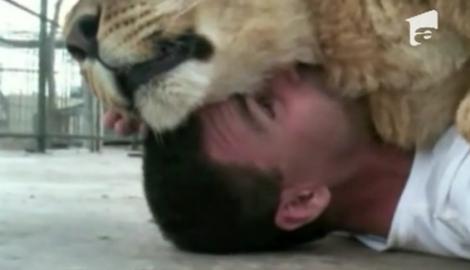 VIDEO! Ingrijitor folosit pe post de perna de o leoaica!