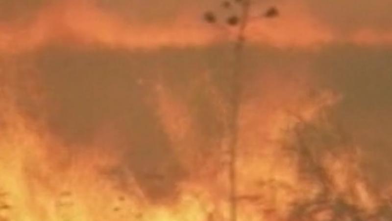 VIDEO! SUA se confrunta cu incendii uriase de vegetatie