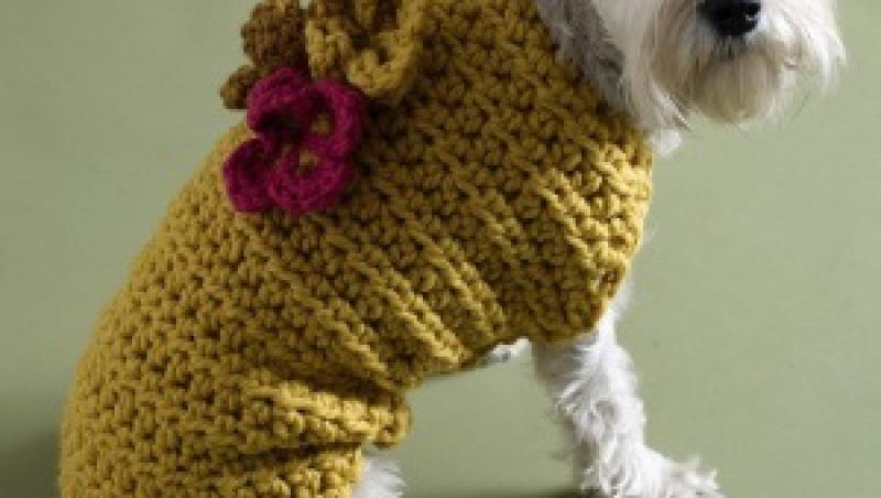 Sase moduri prin care sa iti rasfeti cainele