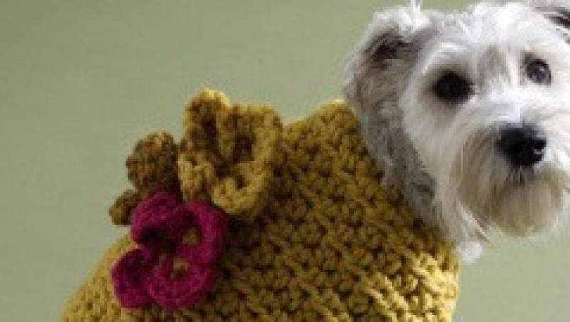 Sase moduri prin care sa iti rasfeti cainele