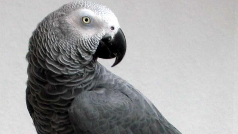 Papagalul gri african, pasarea de casa cea mai inteligenta