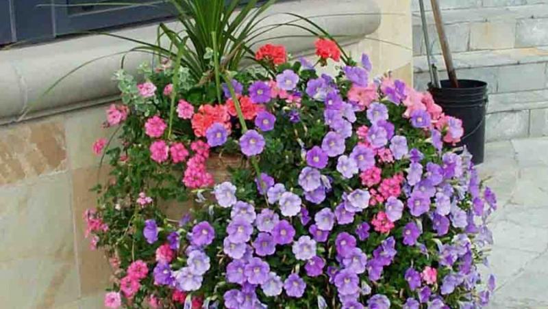 Plantele casei: Verbena decorativa multicolora