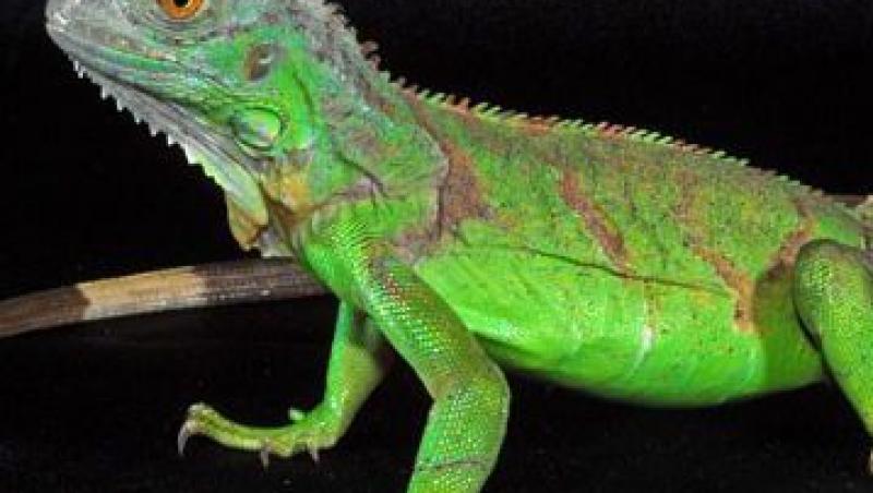 Iguana, un animal de companie mai putin obisnuit