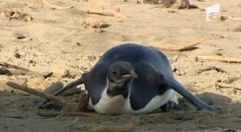 VIDEO! Pinguinul imperial Happy Feet, la a treia operatie